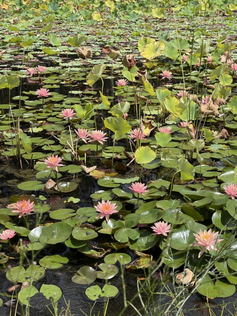 Lotus pond at Leaves and Fishes